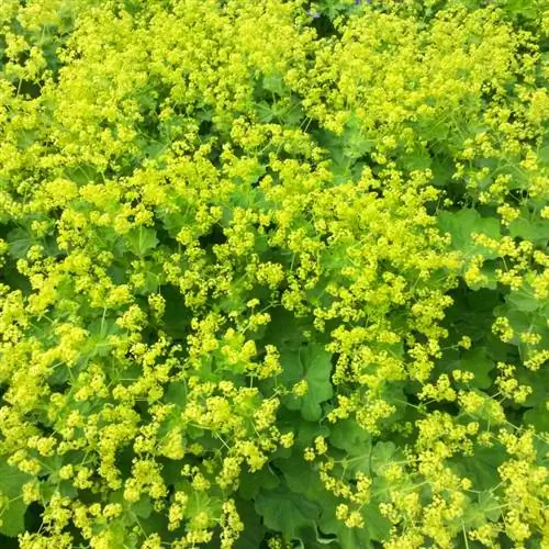 የ Lady Mantle እንክብካቤ