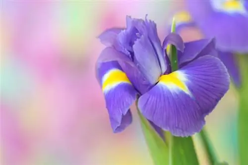 Iris blooms