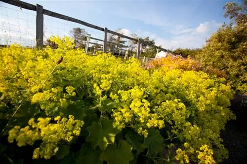 Cutting lady's mantle