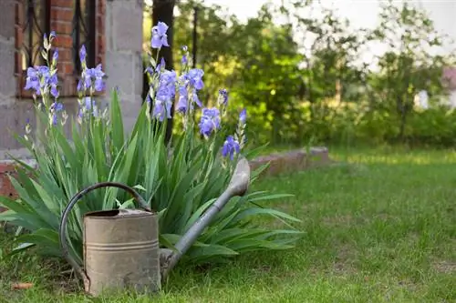 Fertilize as íris corretamente: dosagem e dicas importantes