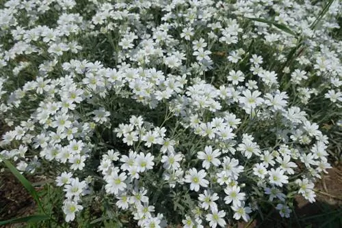 Hornwort Silver Carpet – mitmeaastane mitmeaastane taim