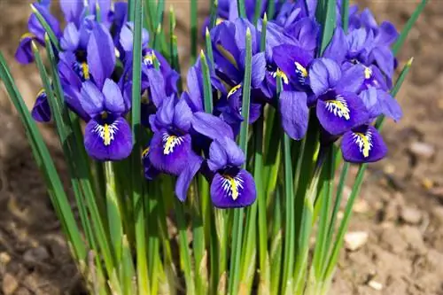 Iris vegetale