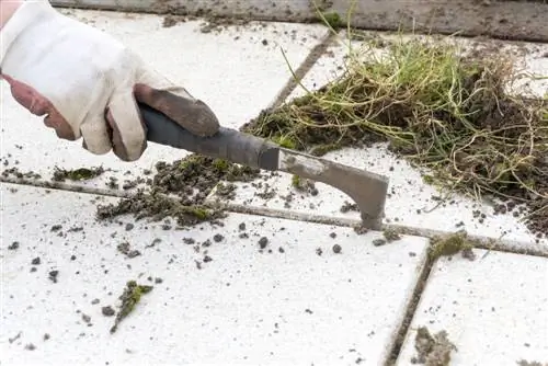 Seven tips on how to permanently remove weeds from paving joints