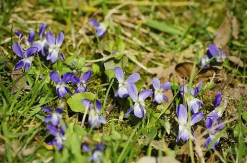 Razmnožite viole