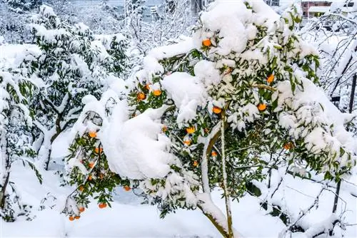 Protection hivernale des plantes méditerranéennes