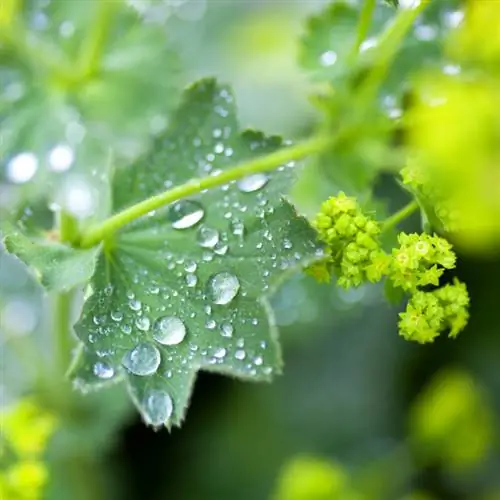 Lady's Mantle: valgomas, sveikas ir universalus