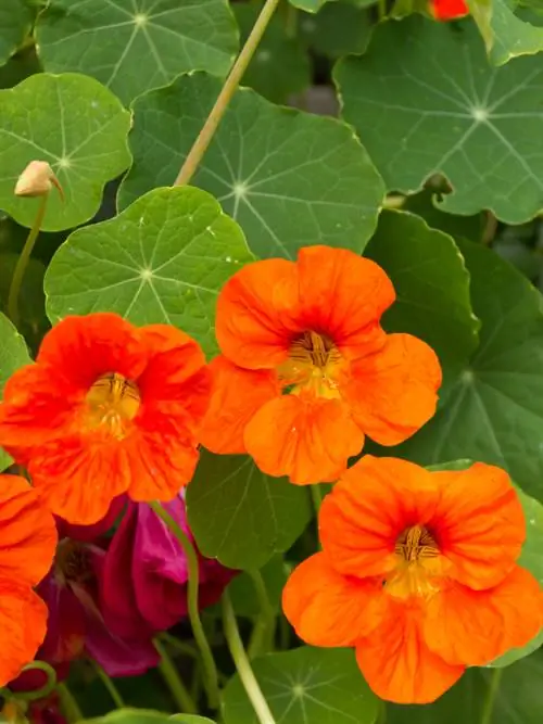 Plant van nasturtiums: ligging, grond en versorgingswenke