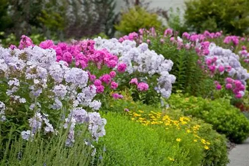 Propagar Phlox: métodos para plantas perennes con flores fuertes