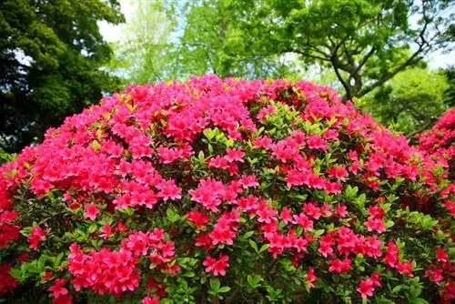 Japanese azalea prefers a partially shaded location