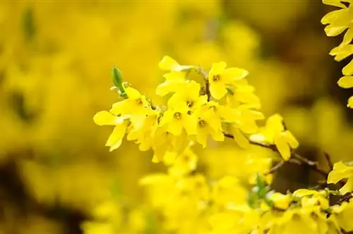 Forsythia-bosse: Vermy siektes en versorgingsfoute