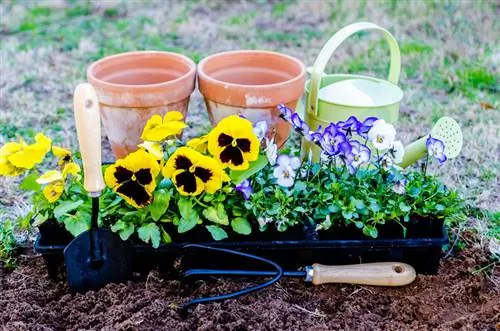 Plant viooltjies: Die beste wenke vir optimale groei