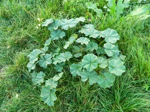 Sharing lady's mantle: How and when it works best