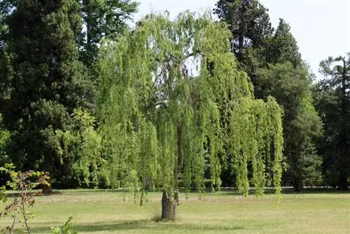 Piantare un salice piangente: come farlo nel proprio giardino