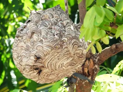 Hornets nest