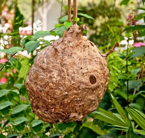 hornet nest