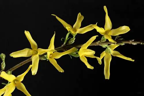 Flere hav av gule blomster: Hvordan formerer jeg forsythia riktig?