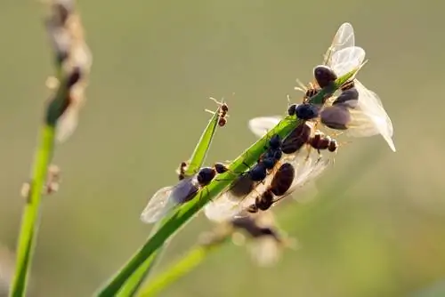 flying ants