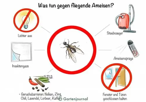 Mi a teendő a repülő hangyákkal?