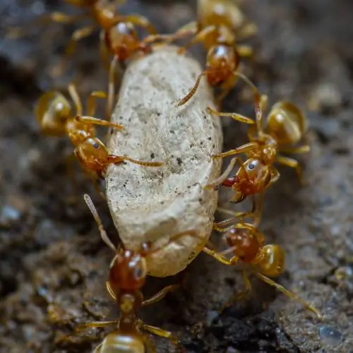 formigas voadoras