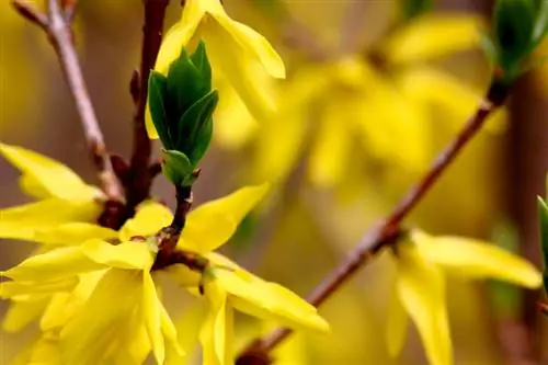 Untuk menyuburkan forsythia atau tidak? Beginilah cara tanaman subur ini tumbuh subur