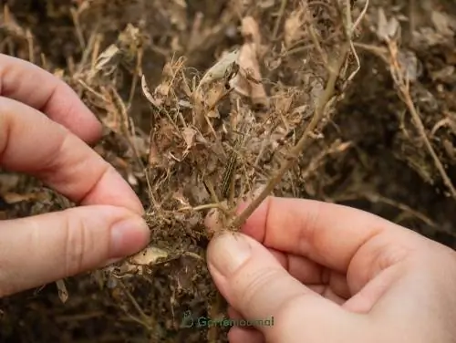 Falene del bosso da compost