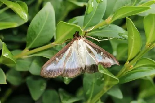 mpanda boxwood