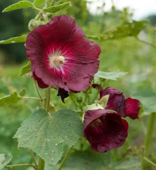 Temukan beragam spesies mallow untuk taman Anda