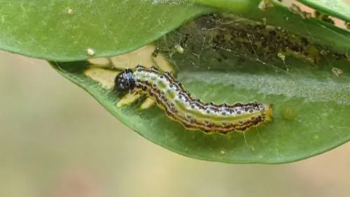 סכנות ושליטה על קוצב העץ