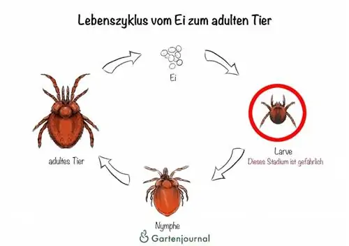 Life cycle from egg to adult