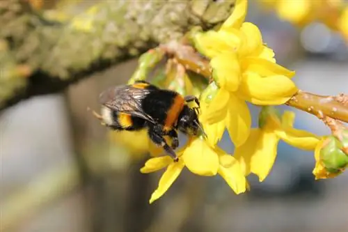 Forsythia i pčele: istina o ovoj kombinaciji