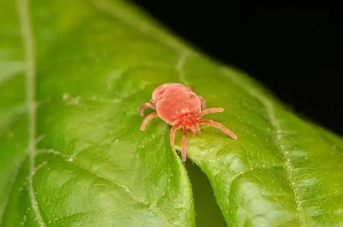 Ácaros de la hierba: detectar, combatir y prevenir