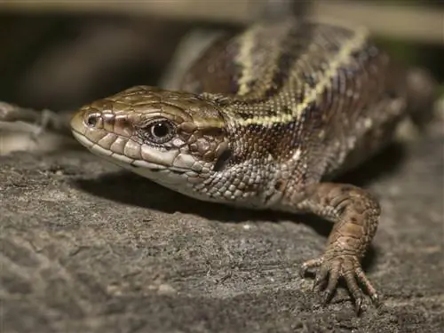 lagarto del bosque