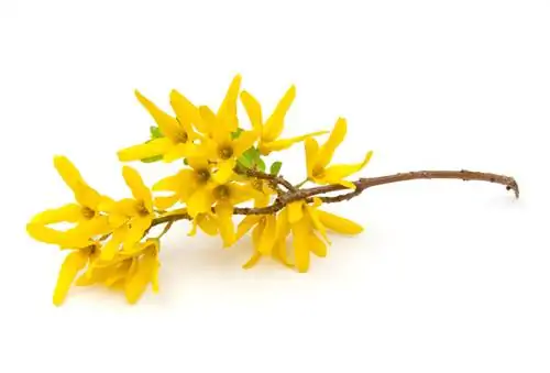 Forsythia ճյուղերի քաշում. Պարզ մեթոդներ պարտեզի համար