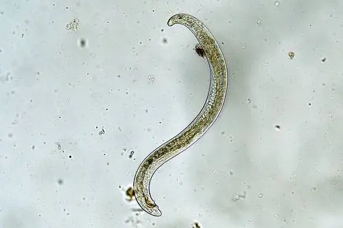 Nematodos del escarabajo de Juneca