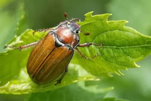 June beetle