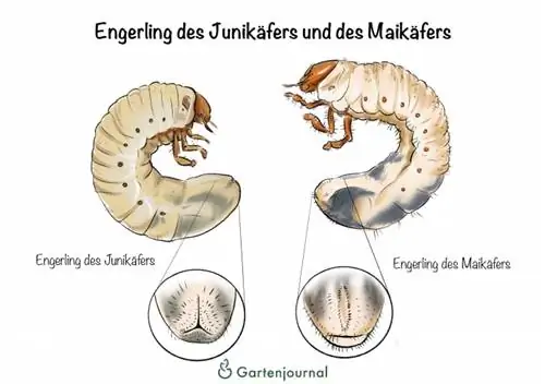 Grubs of the June beetle and the May beetle