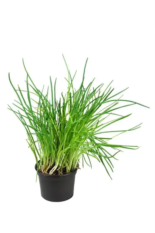 Growing chives in a pot? This is how it works without any problems