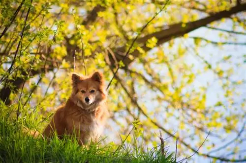 Forsythia en el jardín: consejos de seguridad para dueños de perros