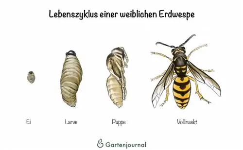 Life cycle of a female earth wasp