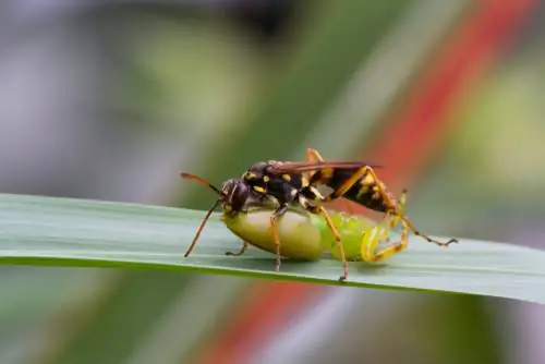 earth wasps