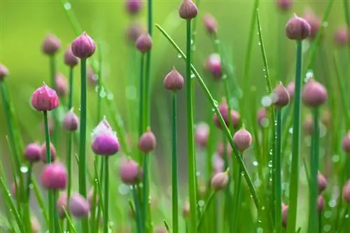 El cibulet està florint: les flors són comestibles i saboroses?