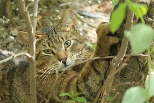 Forsythia jedovatá pre mačky? Overenie faktov