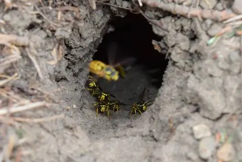 Earth wasps - What's behind the dreaded insects