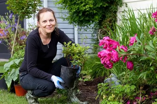 Planting Japanese azalea