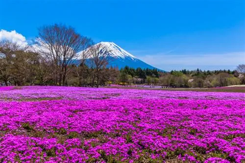 Phlox հողածածկ. Ամենագեղեցիկ սորտերը և խնամքի խորհուրդները