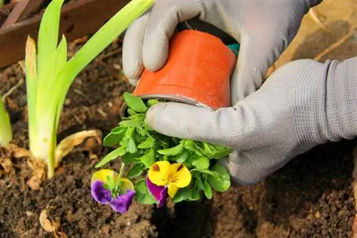 Pansies: Tips & Tricks for lush blooms