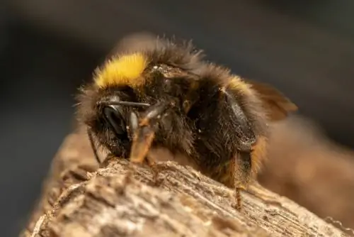 Dark earth bumblebee