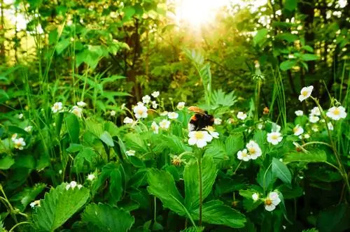 earth bumblebee