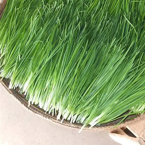 Harvest chives