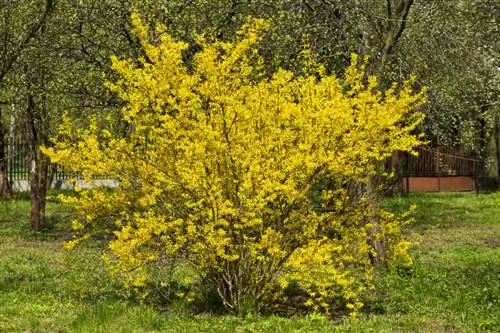 Wakati wa kupanda forsythia?